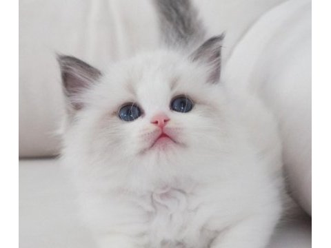 Full şecereli ragdoll yavruları