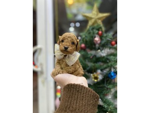 Yılbaşı çiçeklerimiz toy poodle bebekler