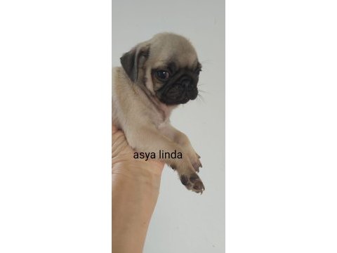 Pug mops bebekler