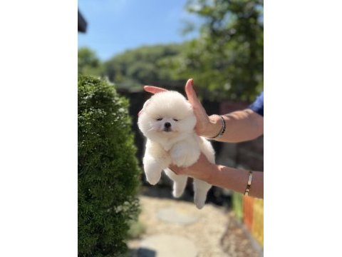 Kusursuz karbeyaz biblo dişi pomeranian