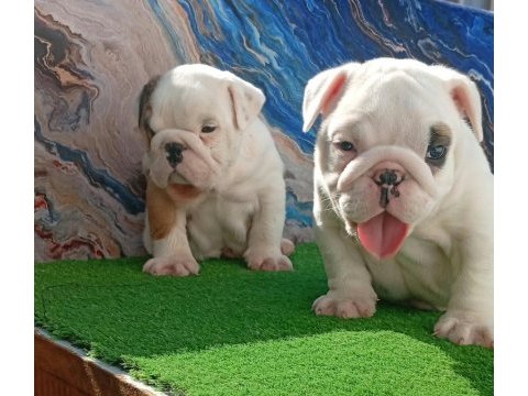 Tombiş bulldog bebekler