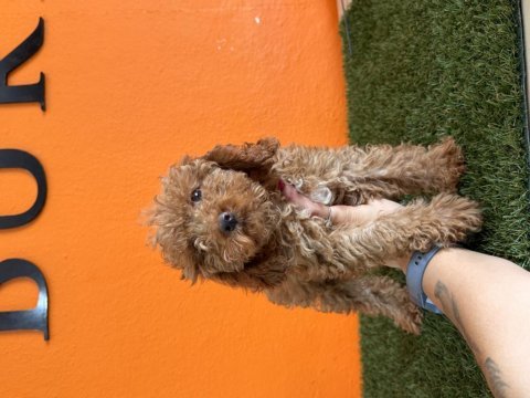 Antialerjik tüy yapısına sahip toy poodle