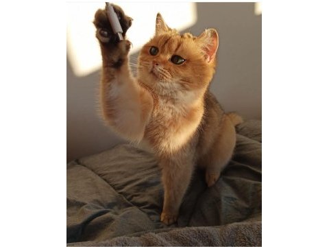 Golden dişi british shorthair yavrumuz sahiplendirilecektir