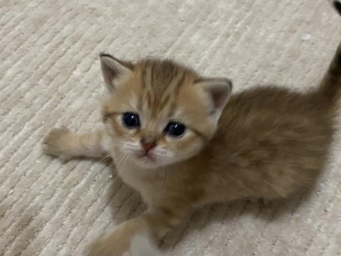 Golden british shorthair bebekler