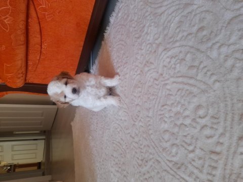 Terrier maltese yavrular
