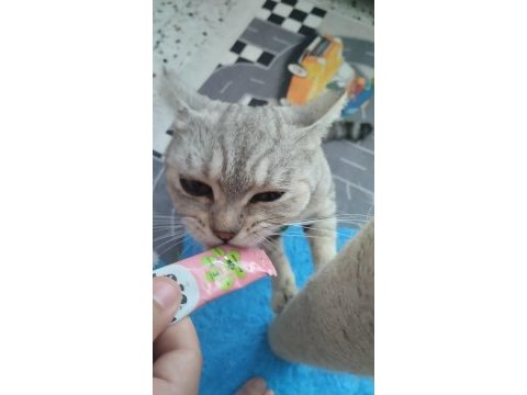 Evcil british shorthair dişi