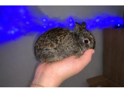 Mini lop cüce tavşanlar
