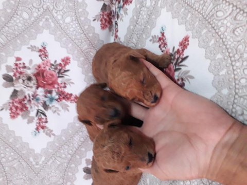 Poodle bebek köpeklerimiz