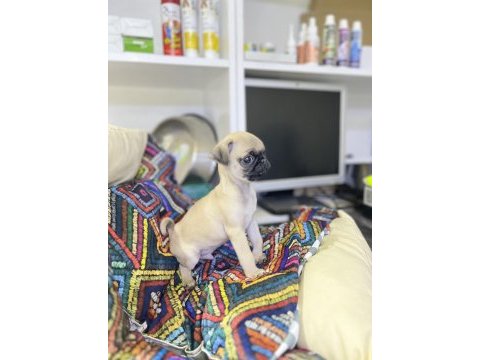 Minyatür pug yavrumuz