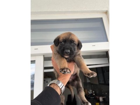 Safkan belçika malinois ırk garantili