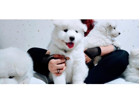 Muhteşem kalitede somoyed köpeği yavruları