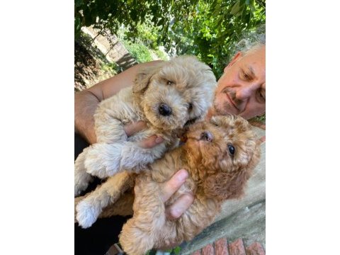 Birbirinden tatlı dişi-erkek poodle