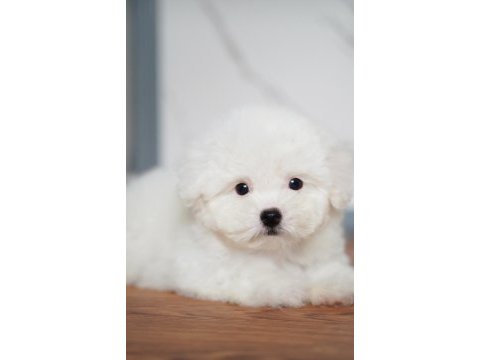 Türkiyede en iyi kalite nadir olanlardan bichon frise