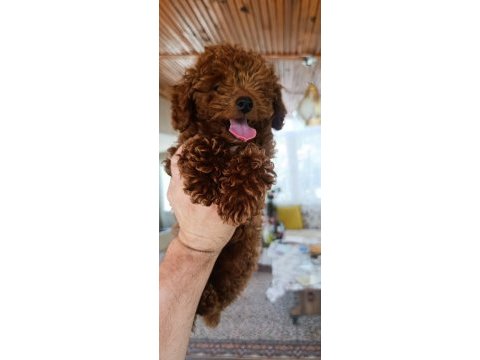 Kore toy poodle kg garantili ev üretimi çorlu