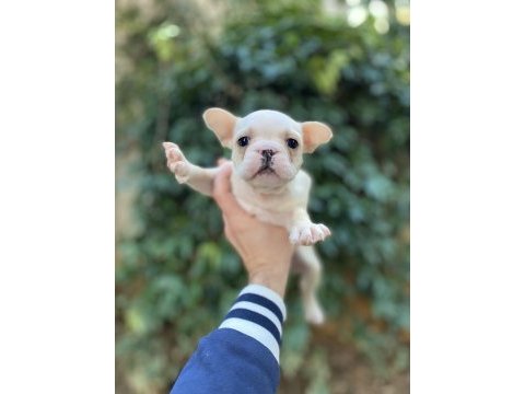 Güzeller güzeli çok sevimli french bulldog yavrular
