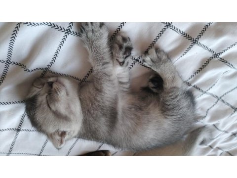 Beyaz maviş safkan scottish fold yavru