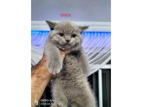 British ve scottish fold yavrular