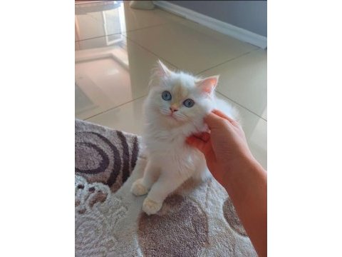 British longhair 1 yaşında