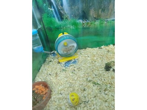Hamster ve gonzales