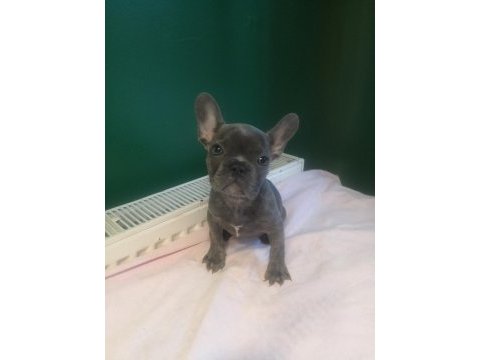 A kalite blue french bulldog yavrularımız