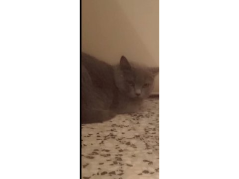 British shorthair pofuduklar