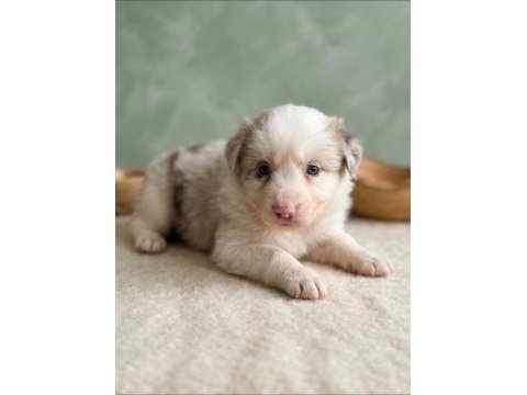Irk garantili border collie bebekler
