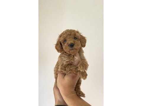 Poodle yavrularımız (dişi ve erkek)