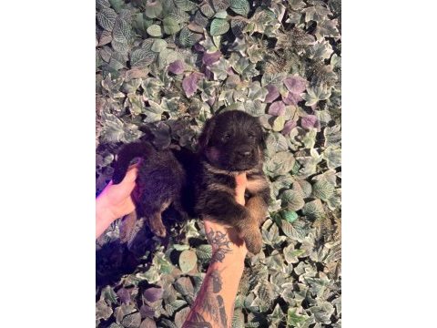 Burkemden a kan alman çoban köpeği yavruları