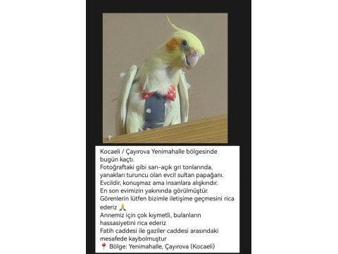Sultan papaganımız kayıp acilll
