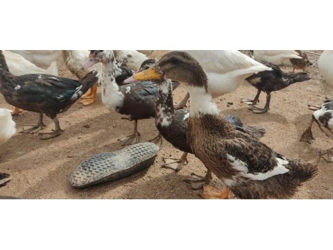 Pekin, muscovy, amerikan, melez, yaban ördek