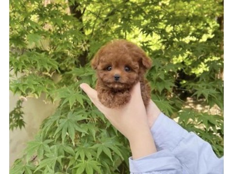 Atadığınız poodle dostunuz