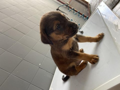 40 günlük has golden retriever