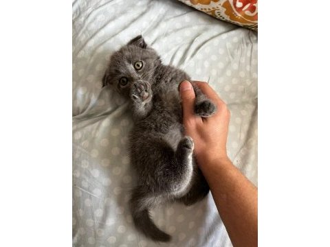 2 aylık scottish fold