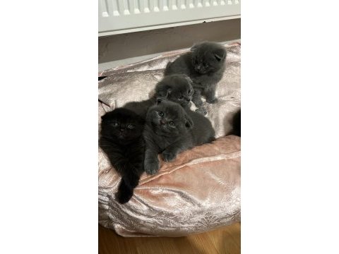 1 aylıklar sütten kesilince verilecek kediler