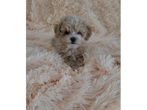 Mini maltipoo yavrularım