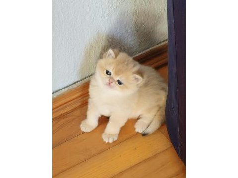 British shorthair golden dişi yavrular