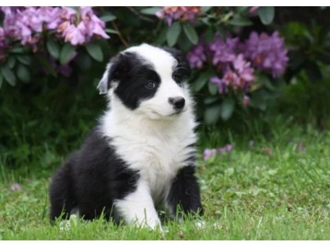 Border collie ırkının en güzelleri