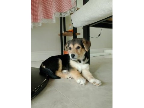 Labrador kırması bebişe yuva arıyoruz
