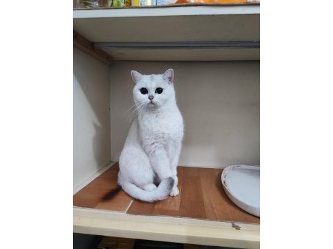 Şecereli genç damızlık british shorthair dişiler