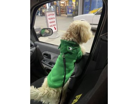 Hiperaktif maltipoo 10 aylık yavru