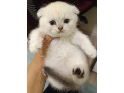 Scottish straight ve scottish fold yavrularım