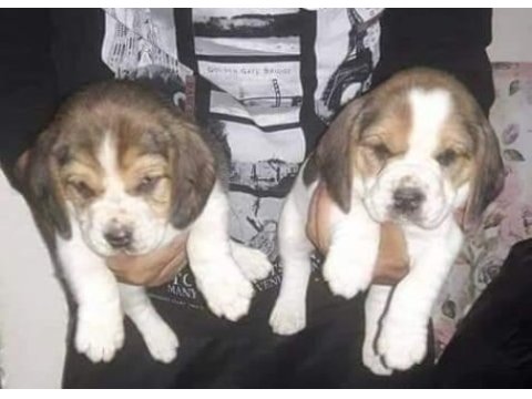 Beagle yavrular