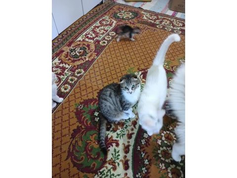 Kırık kulak scottish fold kedimiz