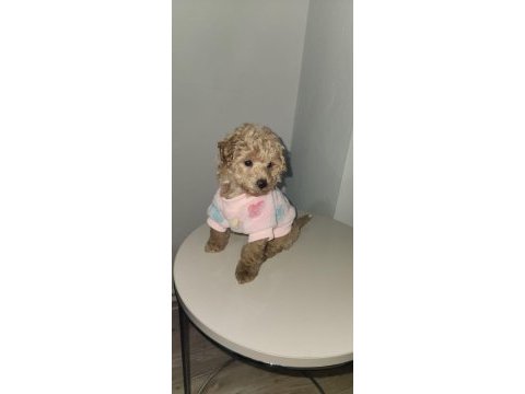 Poodle aşıları bitmiş eğitimli