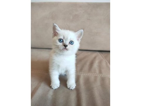 Golden safkan lynx scottish straight yavrular