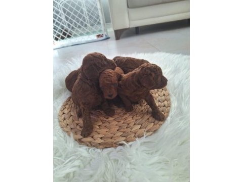 Mınik poodle yavrularımız