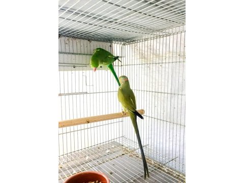 Mutasyon renk yavru veren çift