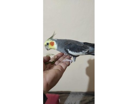 Lutino pied erkek alışık ve grey erkek alışık