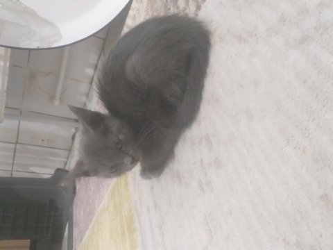 6 aylık eğitimli russian blue