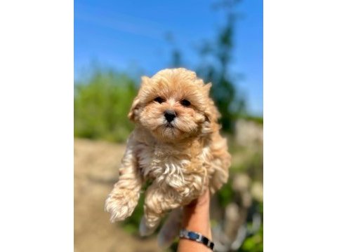 Mini boy üst kalite maltipoo yavrularımız teslime hazır